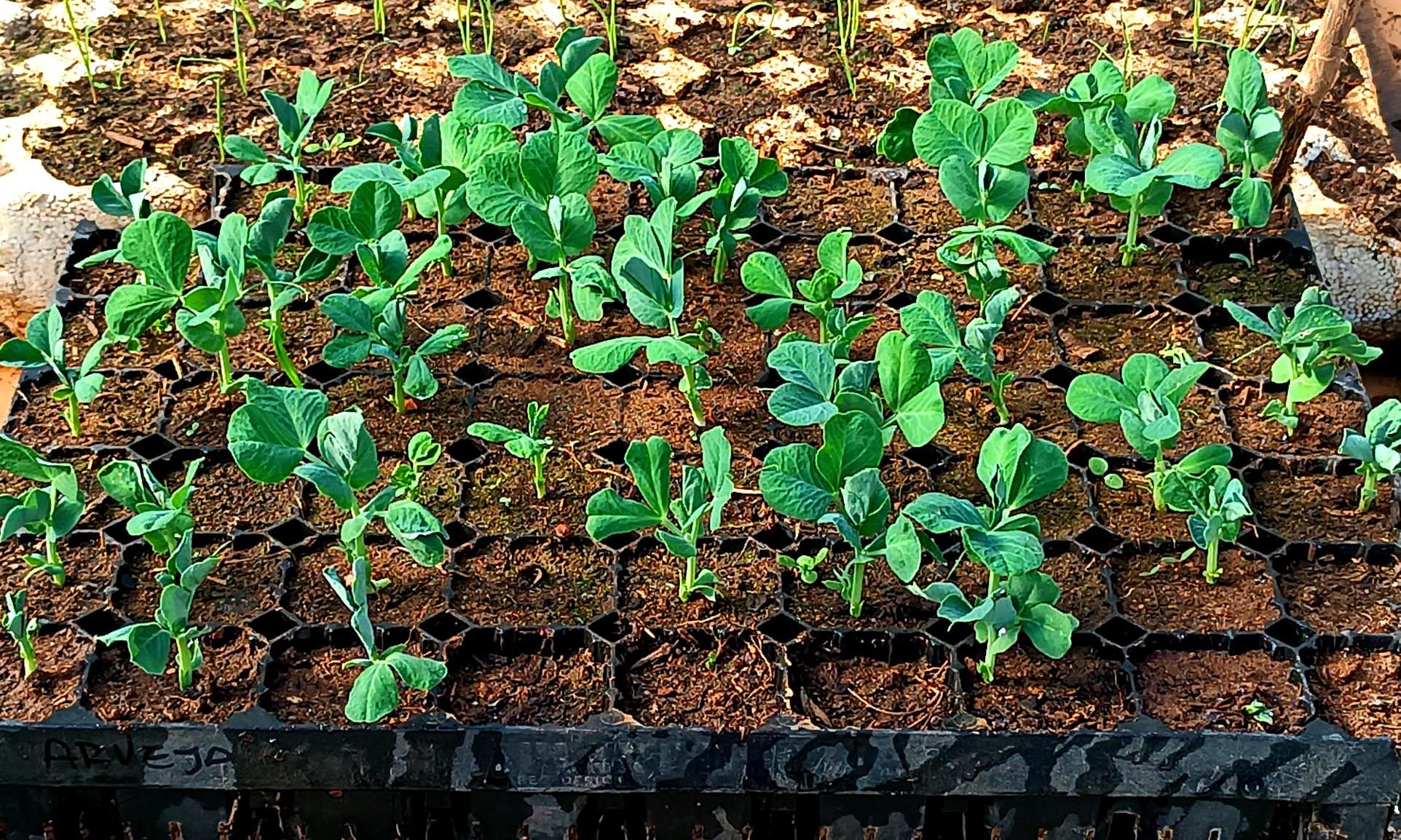 Taller Agrario Polo Educativo Tecnológico Agrario de Rivera