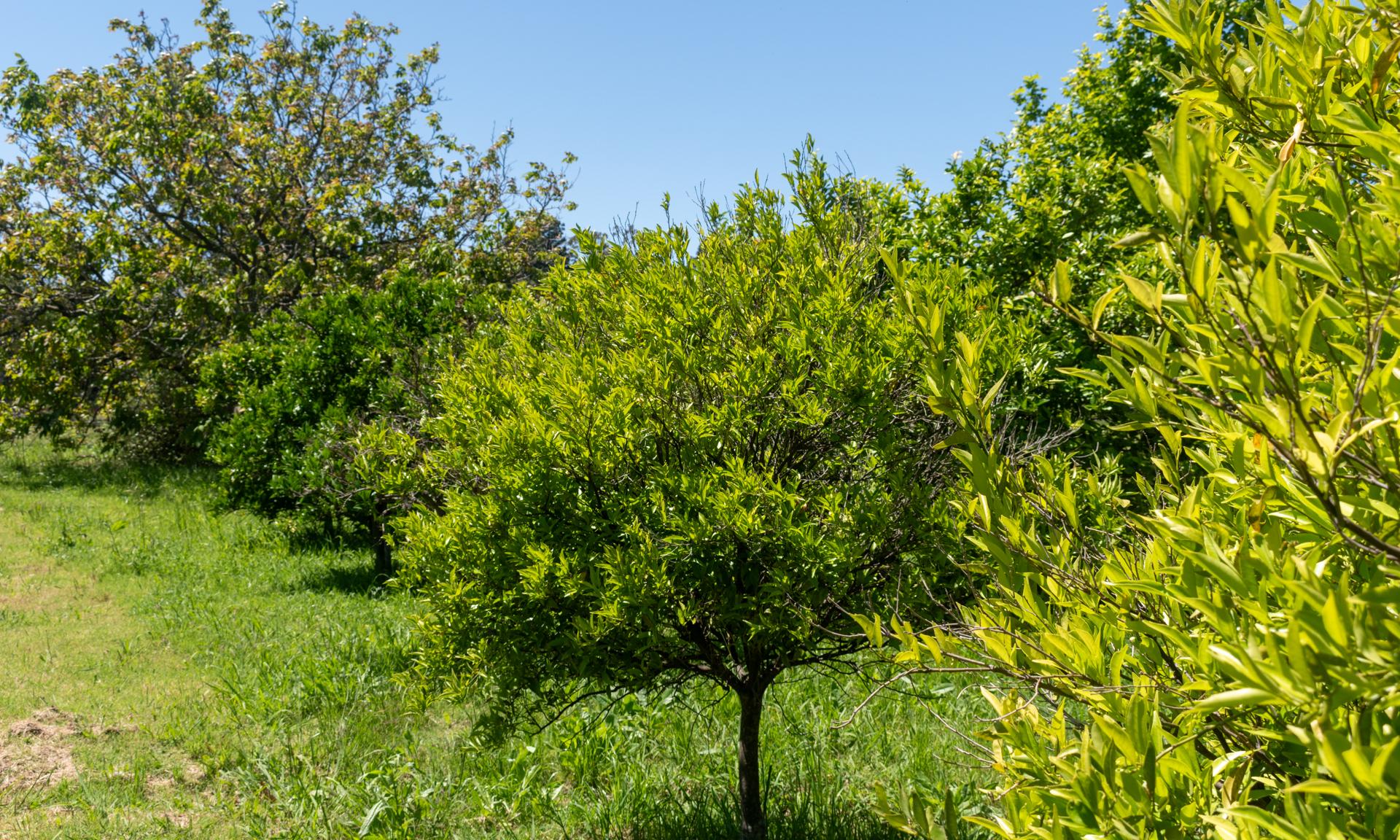 Agraria MVD 