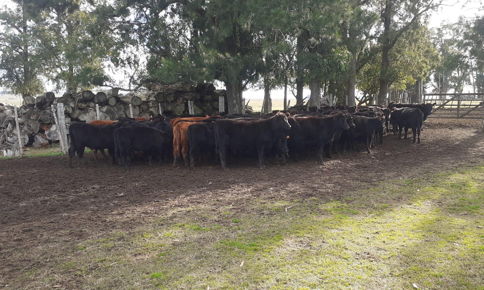 UTU contará con un feedlot en Sarandí Grande 