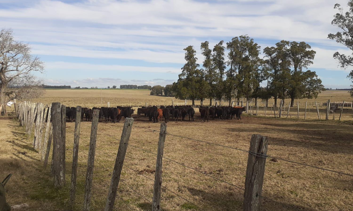 UTU contará con un feedlot en Sarandí Grande 