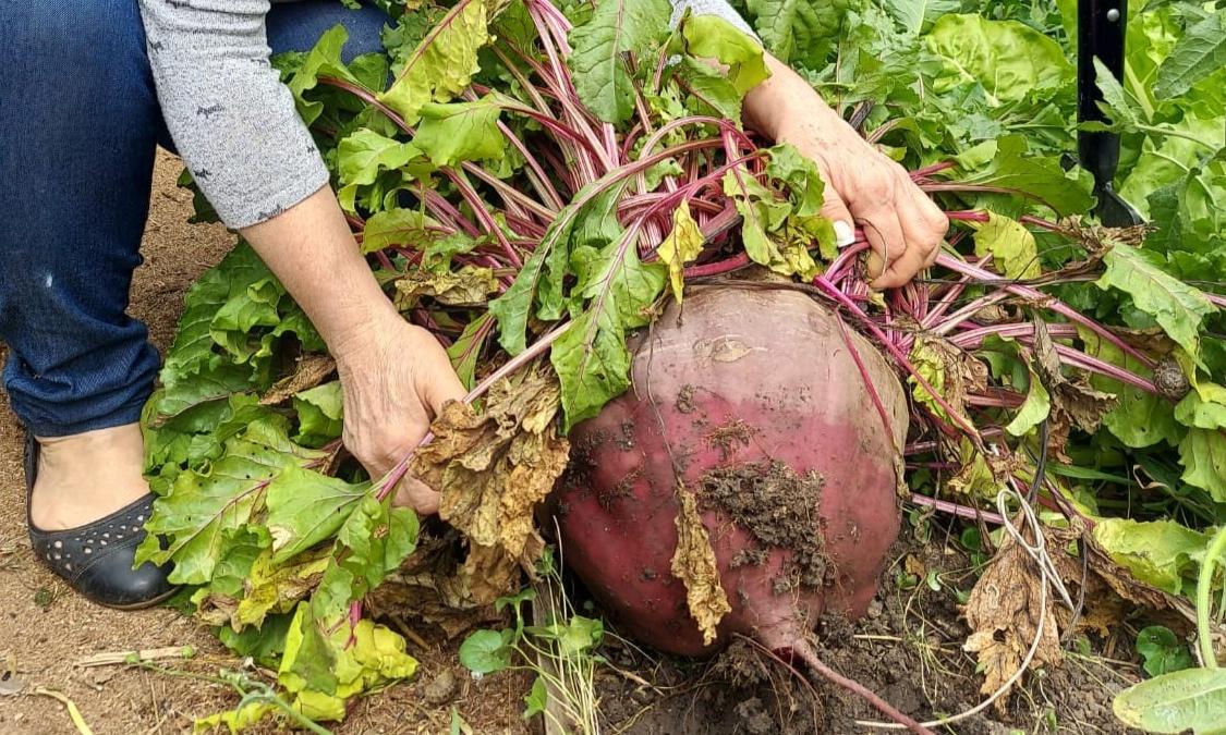 Remolacha gigante