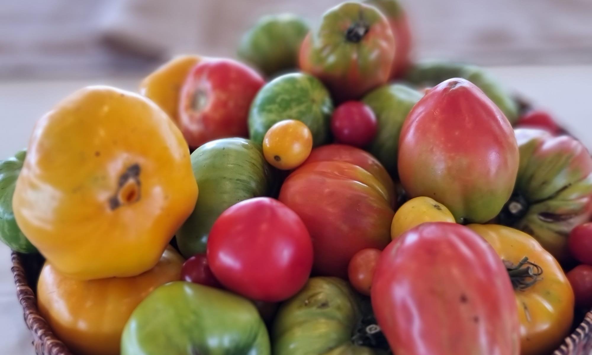 lanzamiento Cata tomates