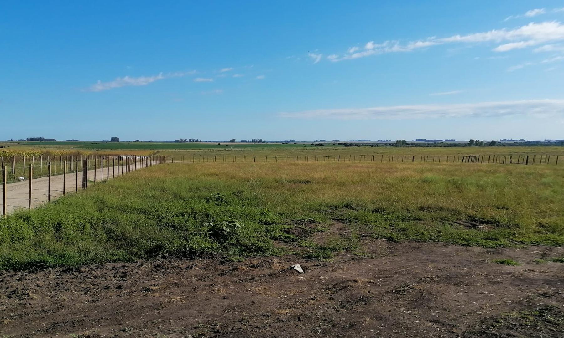 feedlot