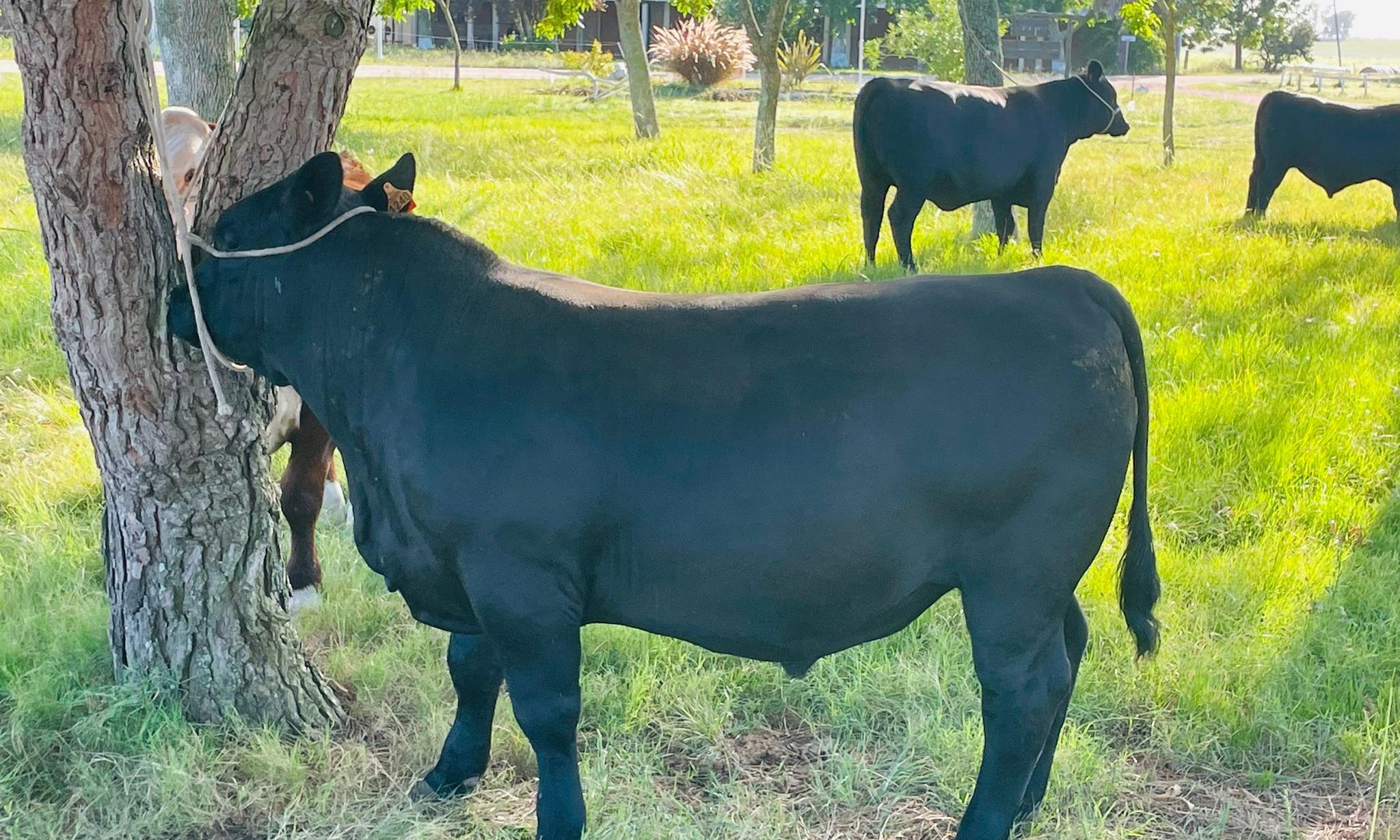 Durazno Agraria