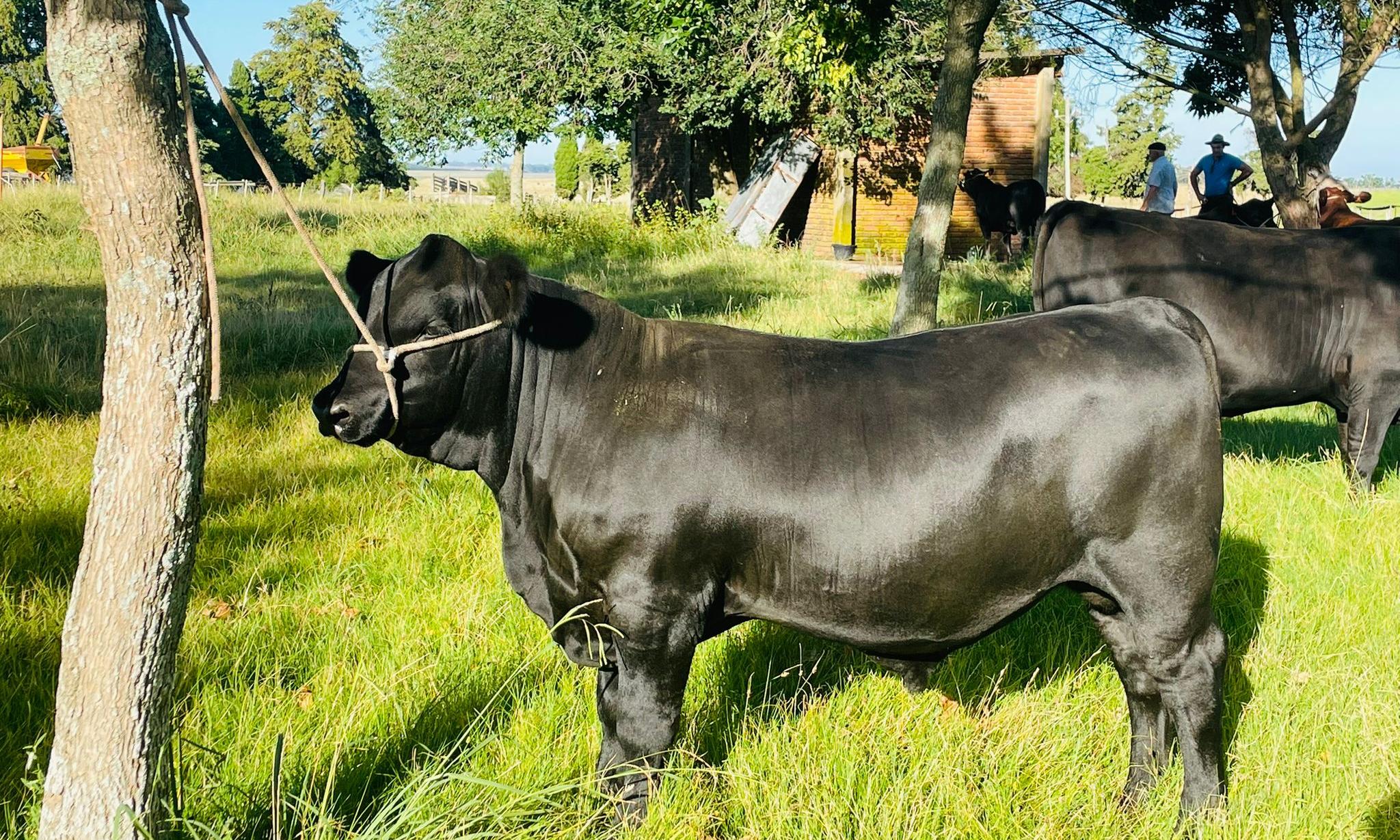 Durazno Agraria