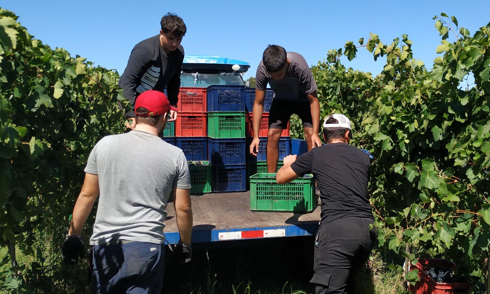 uva Syrah