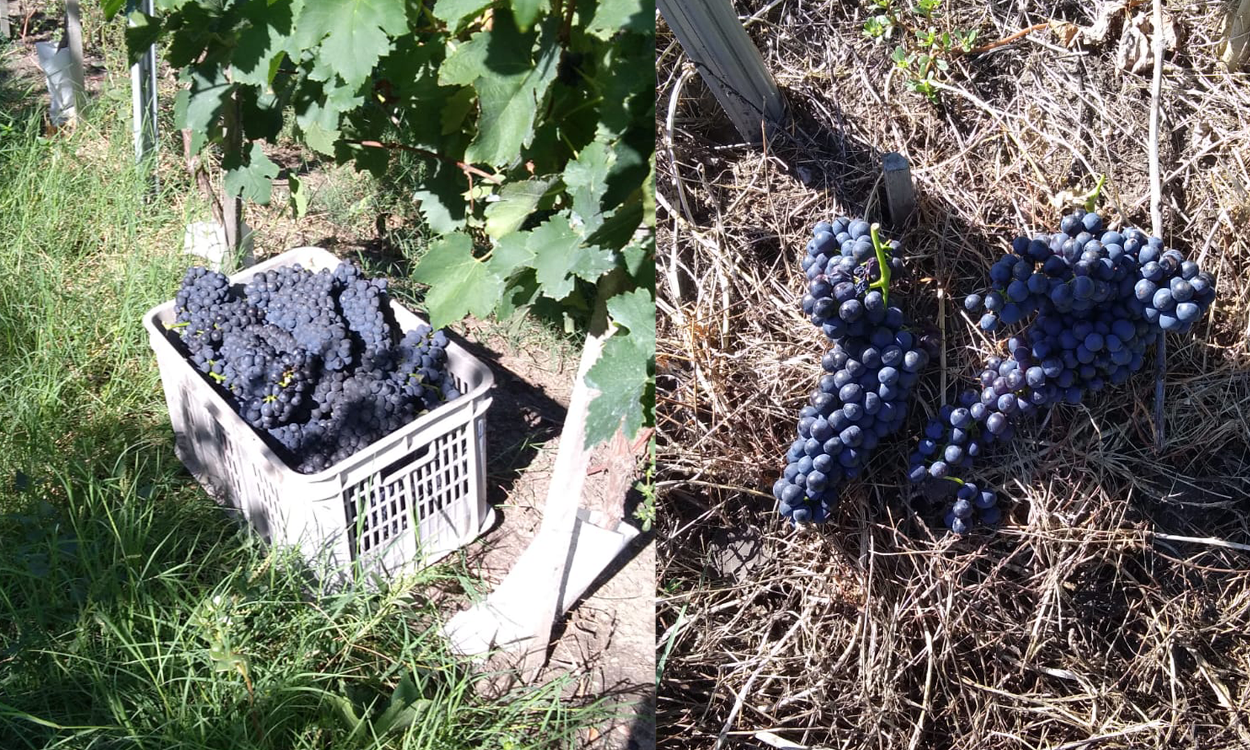 uva Syrah