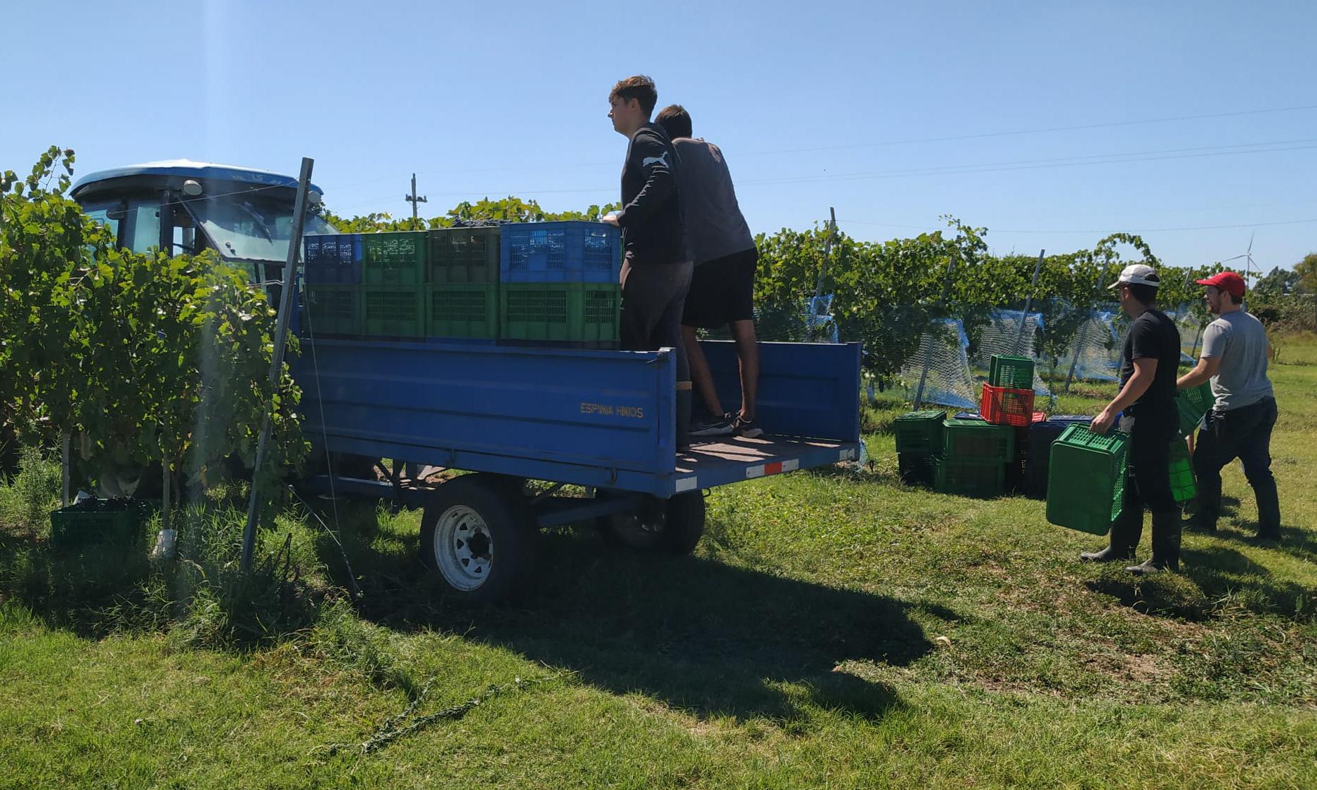 uva Syrah