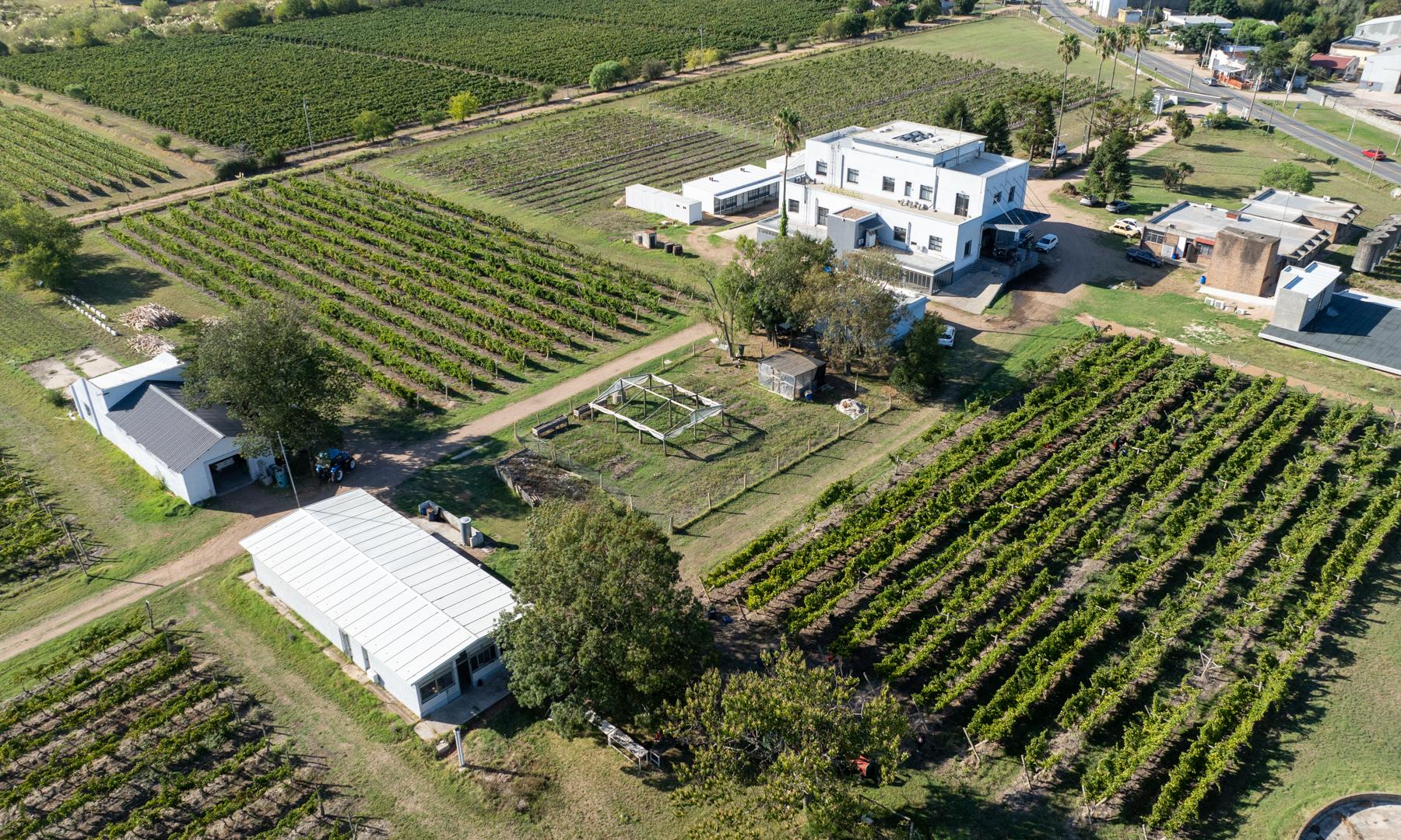 vitivinicultura