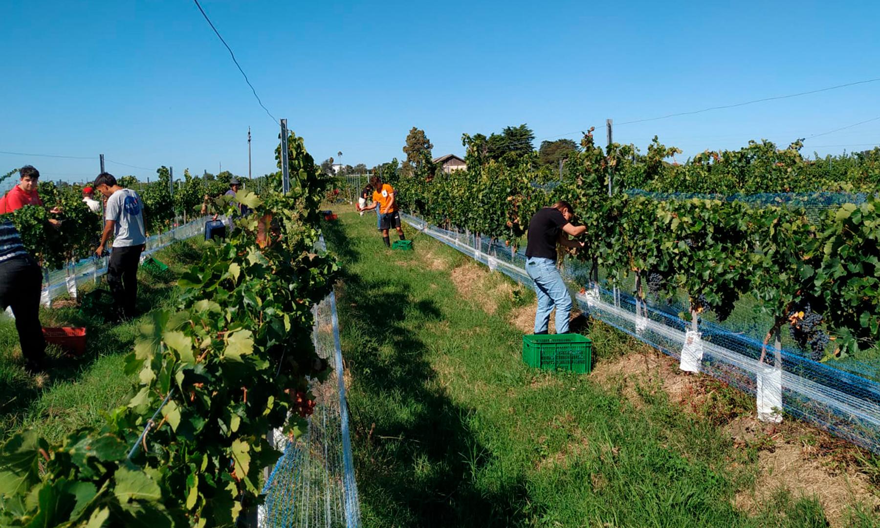 uva Syrah