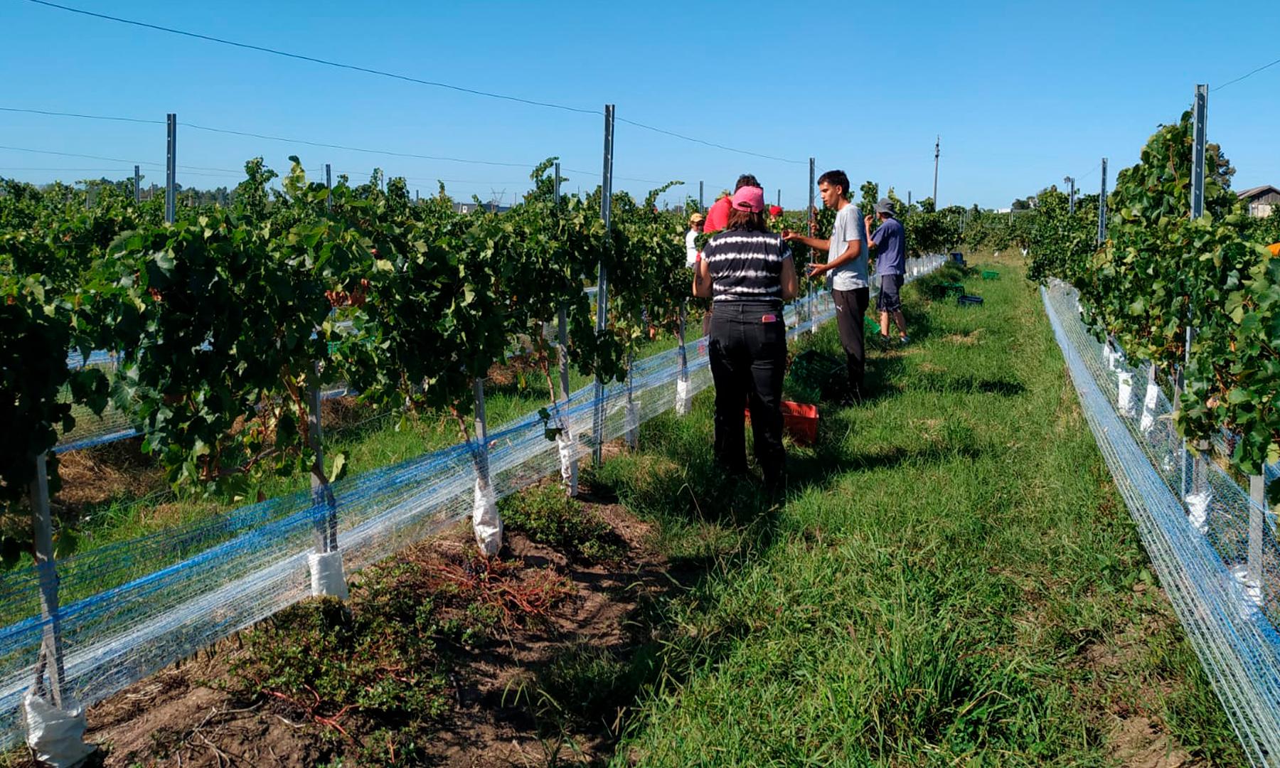uva Syrah