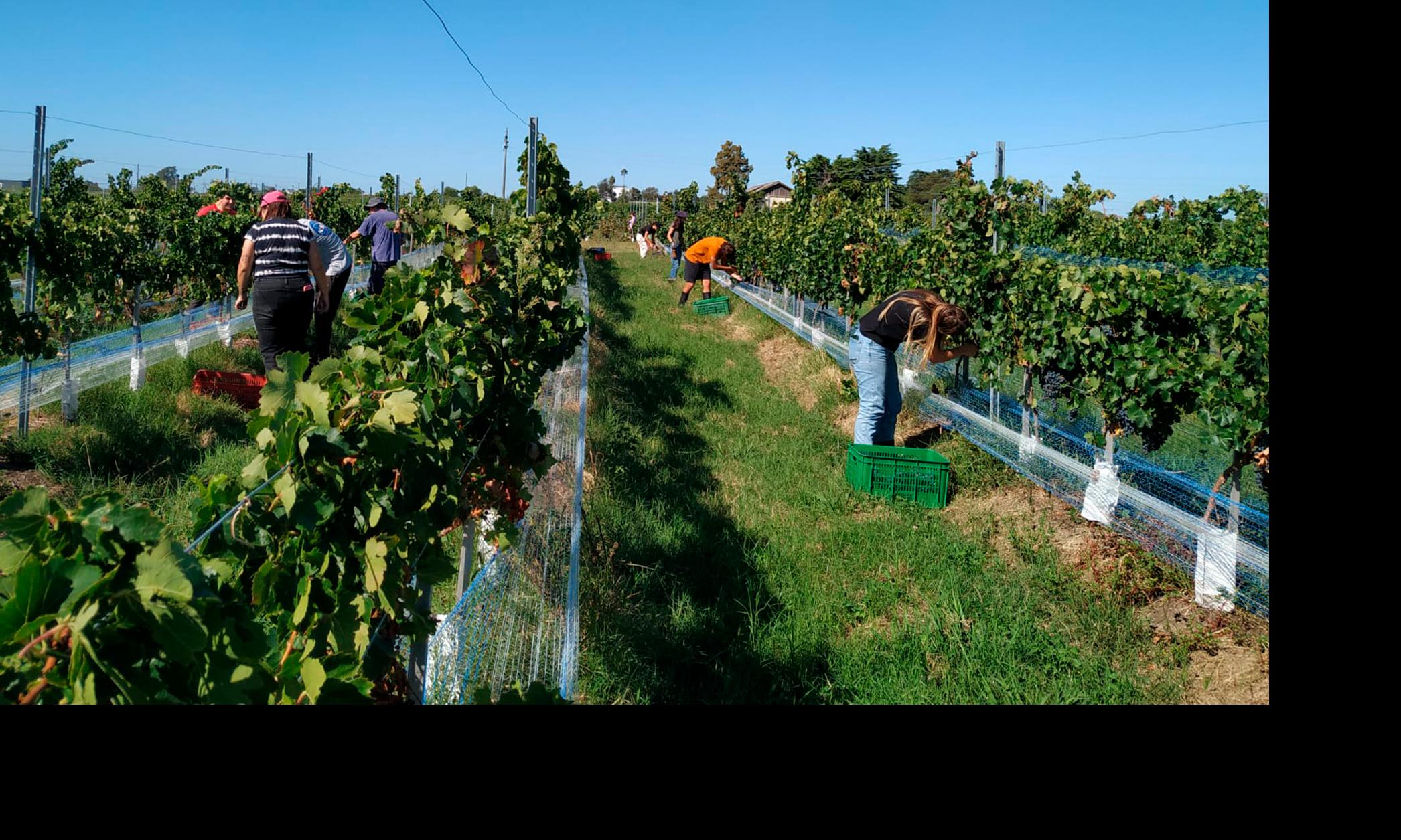 Uva Syrah
