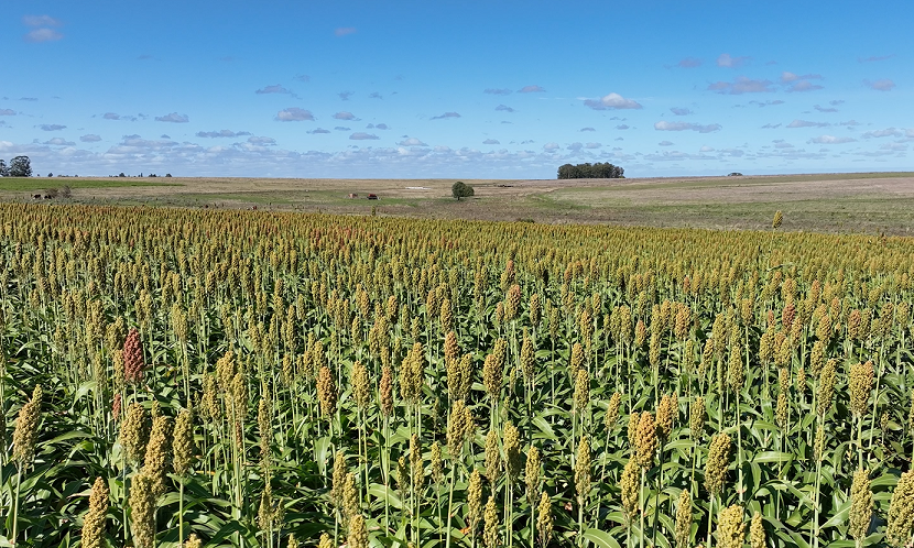 sorgo
