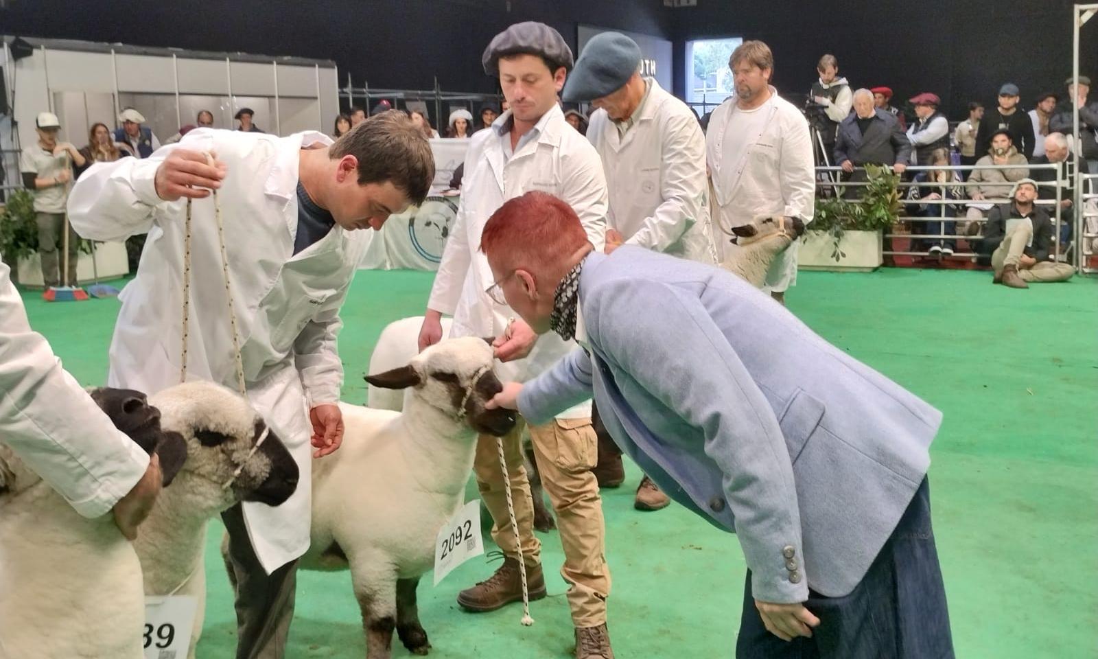 Histórica participación en la Expo Palermo, Argentina, de Agraria Serena, la oveja Hampshire Down de UTU 