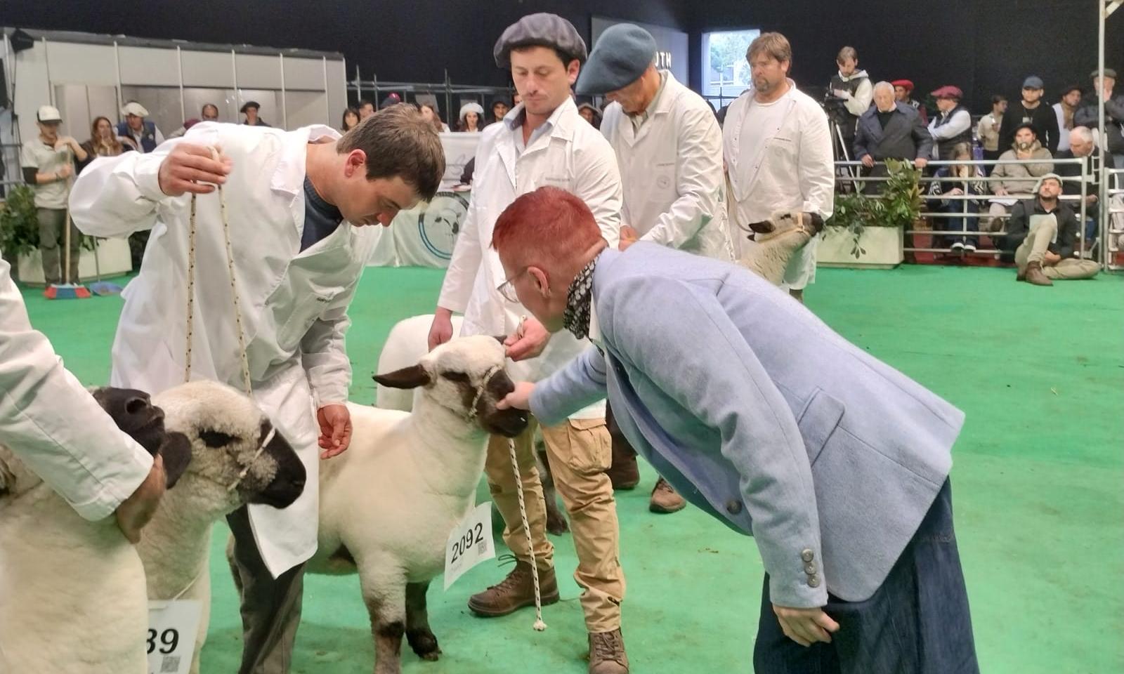 Deber cumplido: “Agraria Serena” la Hampshire Down de UTU retorna tras competir en la Expo Palermo de Argentina