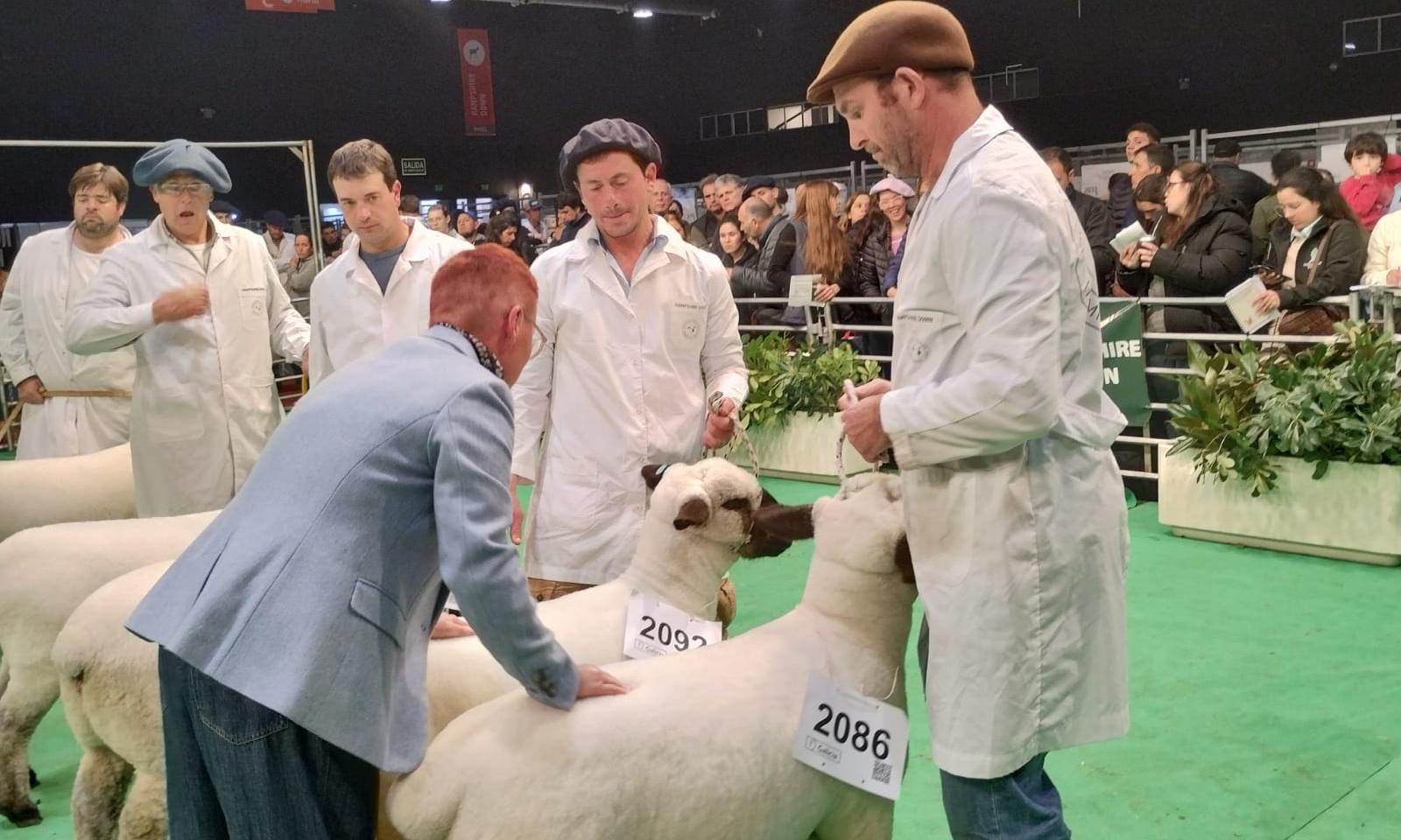 Histórica participación en la Expo Palermo, Argentina, de Agraria Serena, la oveja Hampshire Down de UTU 