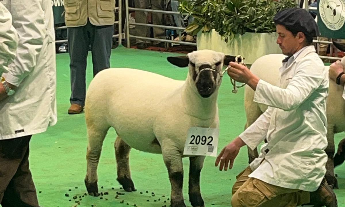 Histórica participación en la Expo Palermo, Argentina, de Agraria Serena, la oveja Hampshire Down de UTU 