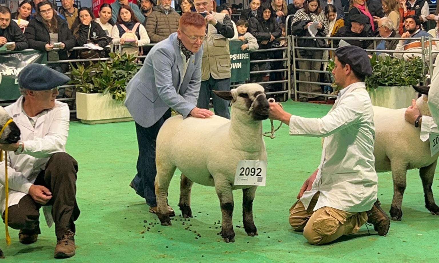 Deber cumplido: “Agraria Serena” la Hampshire Down de UTU retorna tras competir en la Expo Palermo de Argentina
