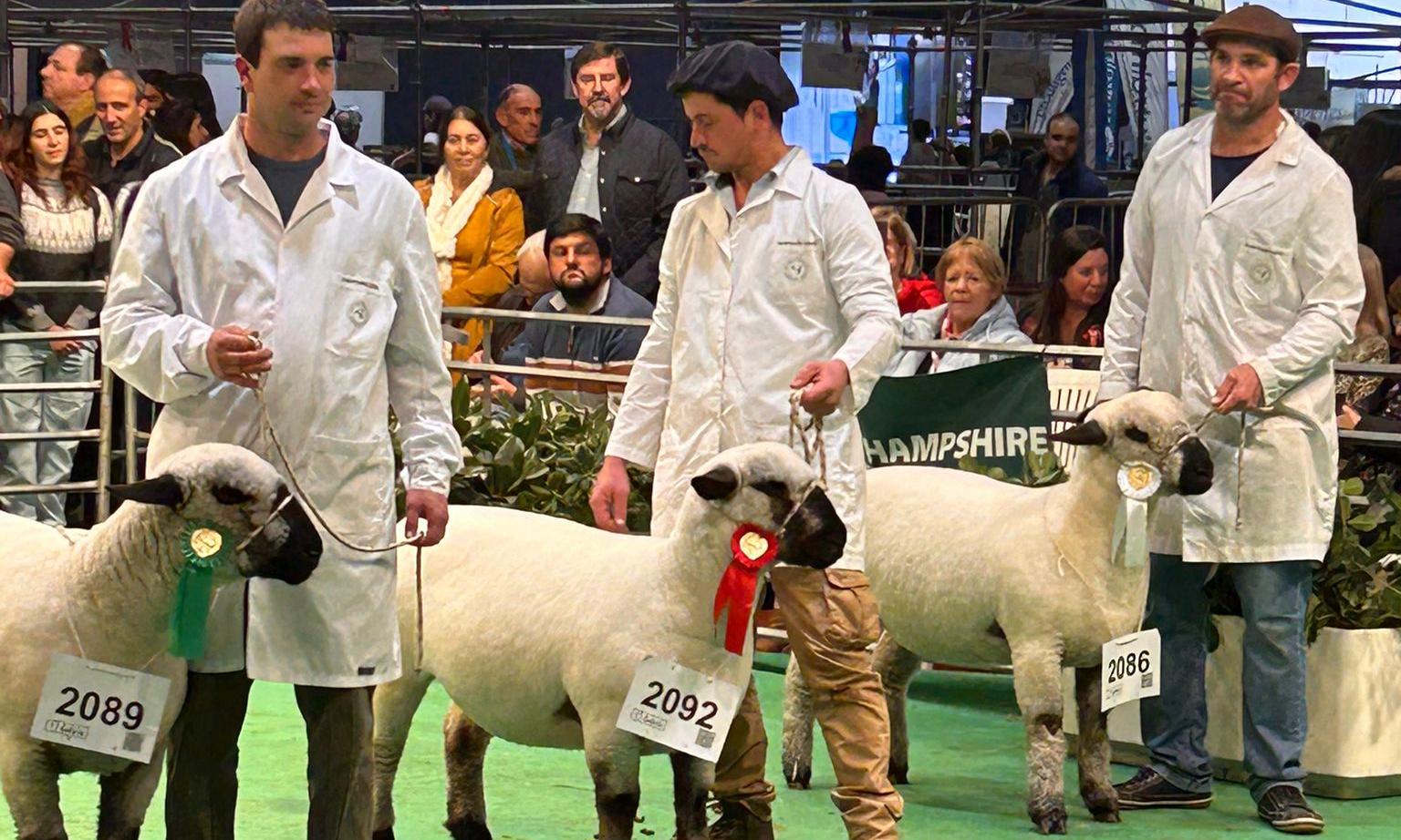 Deber cumplido: “Agraria Serena” la Hampshire Down de UTU retorna tras competir en la Expo Palermo de Argentina