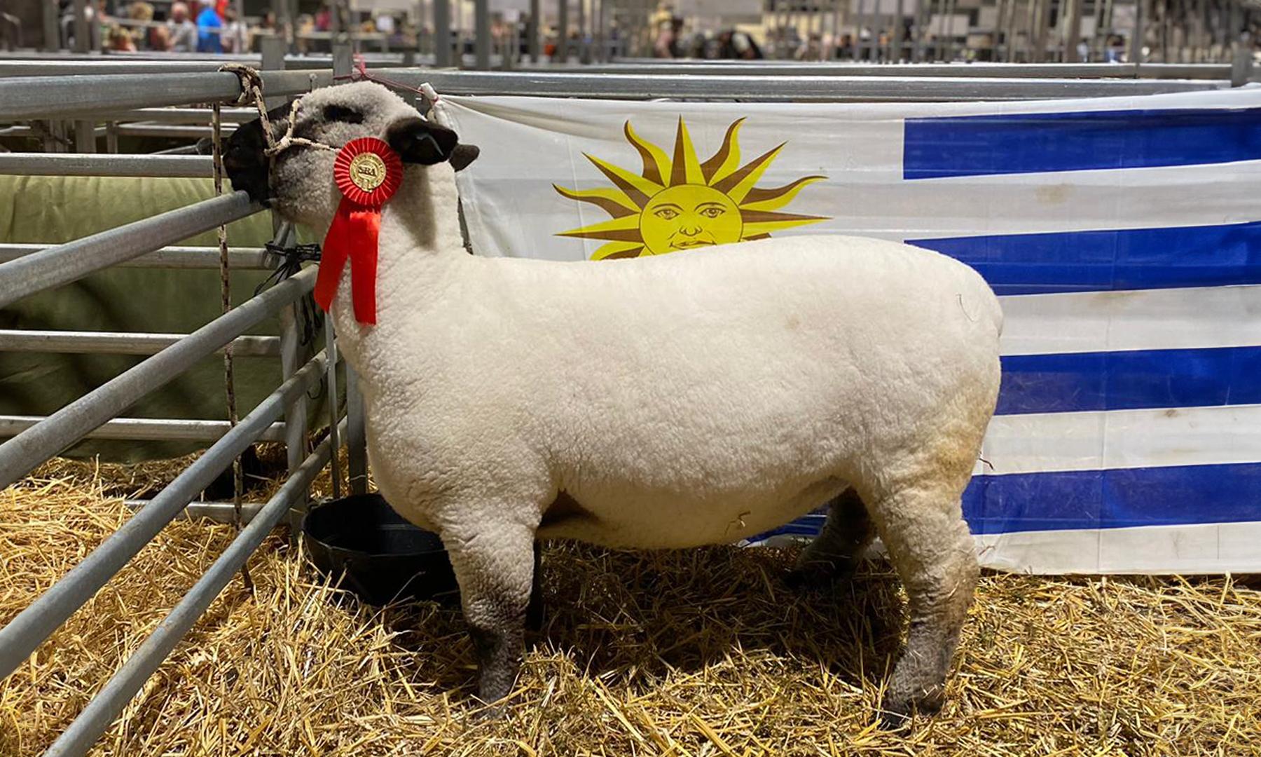 Deber cumplido: “Agraria Serena” la Hampshire Down de UTU retorna tras competir en la Expo Palermo de Argentina
