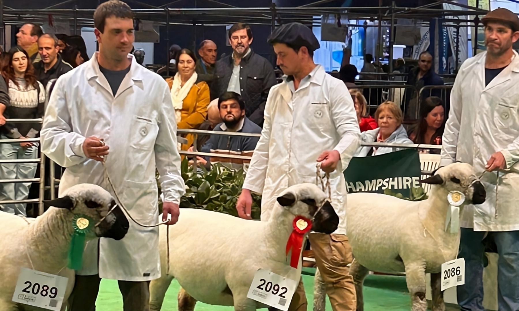 Histórica participación en la Expo Palermo, Argentina, de Agraria Serena, la oveja Hampshire Down de UTU