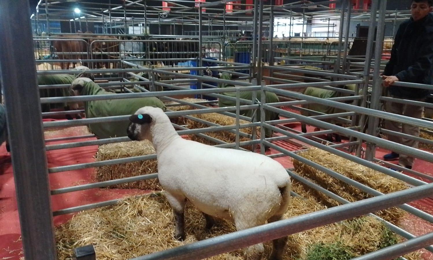 UTU está presente en la mayor exposición rural de Argentina