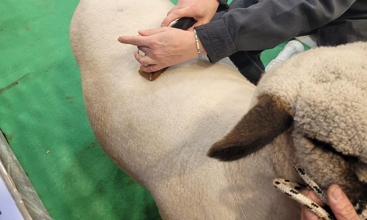 La cordera de UTU que competirá en la exposición rural de Palermo, en Argentina, ya pasó por varios estudios y mediciones de rutina.  Es un ejemplar de la raza ovina Hampshire Down de la Escuela Agraria de Montes, Canelones, que se presentará en el concurso el próximo miércoles 24 de julio. El equipo a cargo de ella está compuesto por el docente agrario Jonathan Suárez, el cabañero Gonzalo Biscazo, quien preparará al ejemplar para la exhibición, y el Prof. Dr. Veterinario Leonardo Valles, encargado de sanid