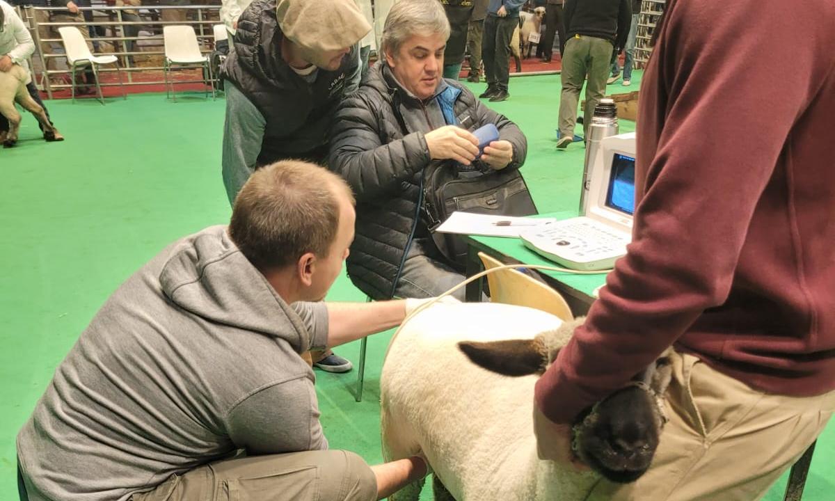 La cordera de UTU que competirá en la exposición rural de Palermo, en Argentina, ya pasó por varios estudios y mediciones de rutina.  Es un ejemplar de la raza ovina Hampshire Down de la Escuela Agraria de Montes, Canelones, que se presentará en el concurso el próximo miércoles 24 de julio. El equipo a cargo de ella está compuesto por el docente agrario Jonathan Suárez, el cabañero Gonzalo Biscazo, quien preparará al ejemplar para la exhibición, y el Prof. Dr. Veterinario Leonardo Valles, encargado de sanid