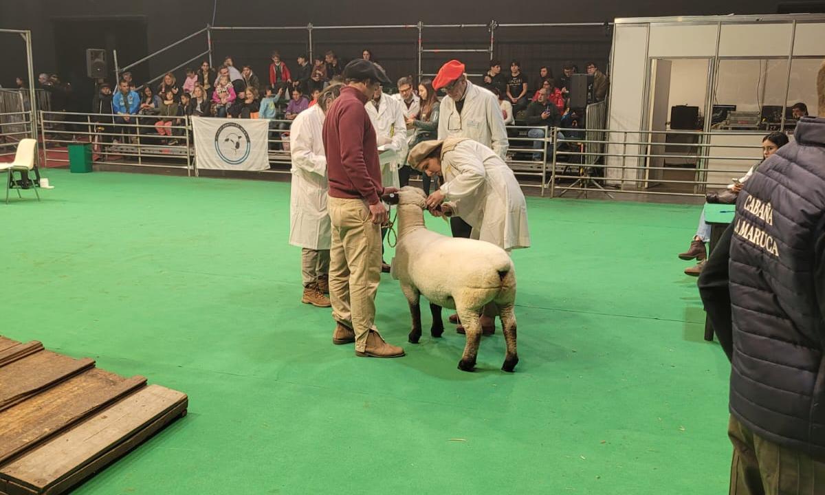 La cordera de UTU que competirá en la exposición rural de Palermo, en Argentina, ya pasó por varios estudios y mediciones de rutina.  Es un ejemplar de la raza ovina Hampshire Down de la Escuela Agraria de Montes, Canelones, que se presentará en el concurso el próximo miércoles 24 de julio. El equipo a cargo de ella está compuesto por el docente agrario Jonathan Suárez, el cabañero Gonzalo Biscazo, quien preparará al ejemplar para la exhibición, y el Prof. Dr. Veterinario Leonardo Valles, encargado de sanid