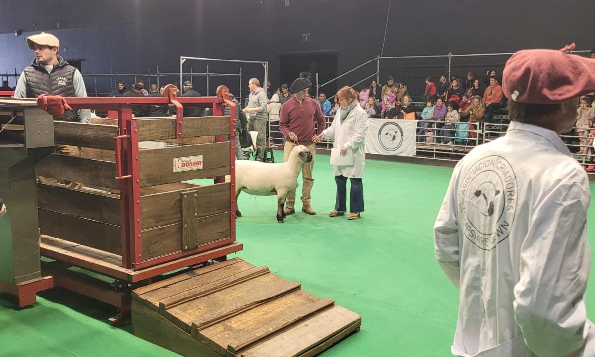 La cordera de UTU que competirá en la exposición rural de Palermo, en Argentina, ya pasó por varios estudios y mediciones de rutina.  Es un ejemplar de la raza ovina Hampshire Down de la Escuela Agraria de Montes, Canelones, que se presentará en el concurso el próximo miércoles 24 de julio. El equipo a cargo de ella está compuesto por el docente agrario Jonathan Suárez, el cabañero Gonzalo Biscazo, quien preparará al ejemplar para la exhibición, y el Prof. Dr. Veterinario Leonardo Valles, encargado de sanid