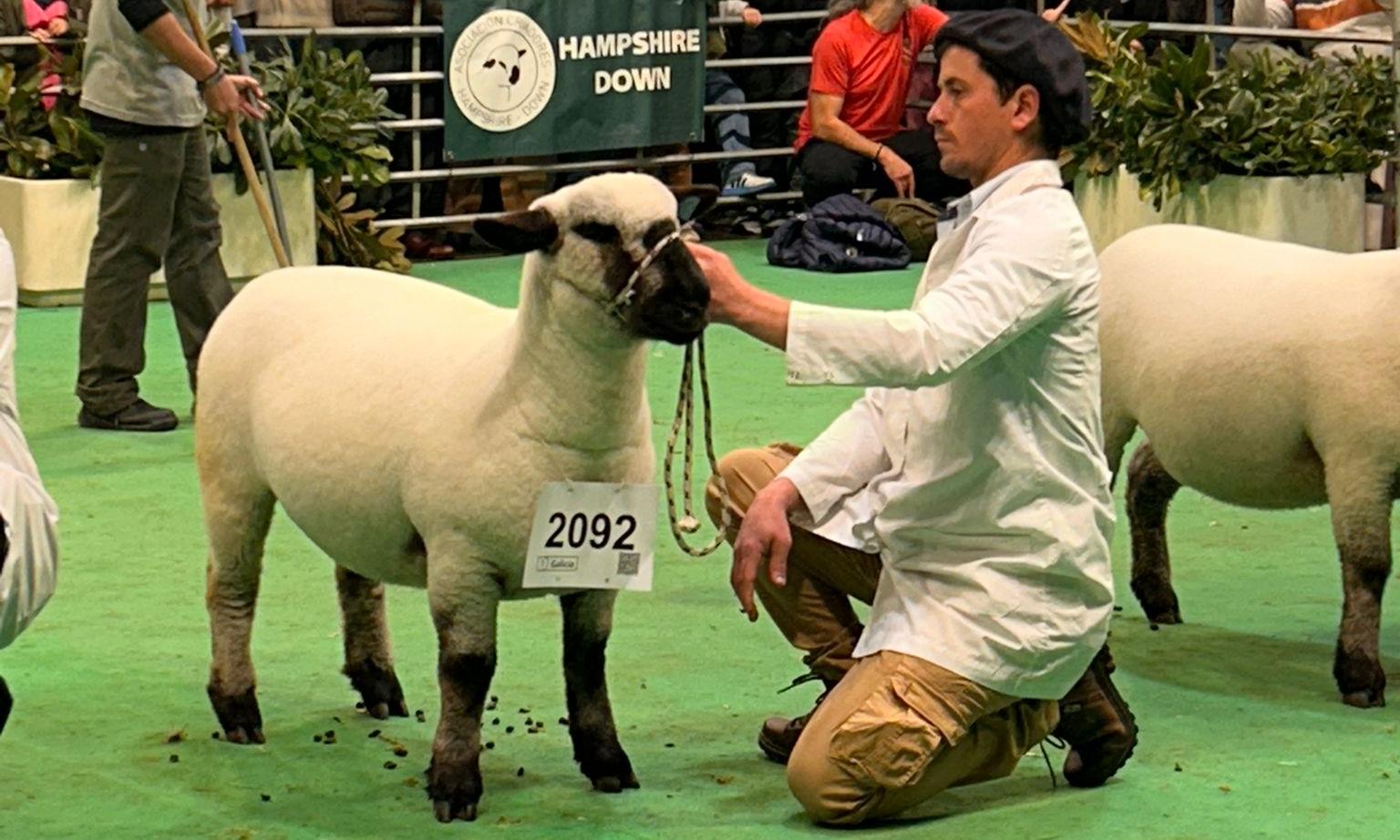 Histórica participación en la Expo Palermo, Argentina, de Agraria Serena, la oveja Hampshire Down de UTU 