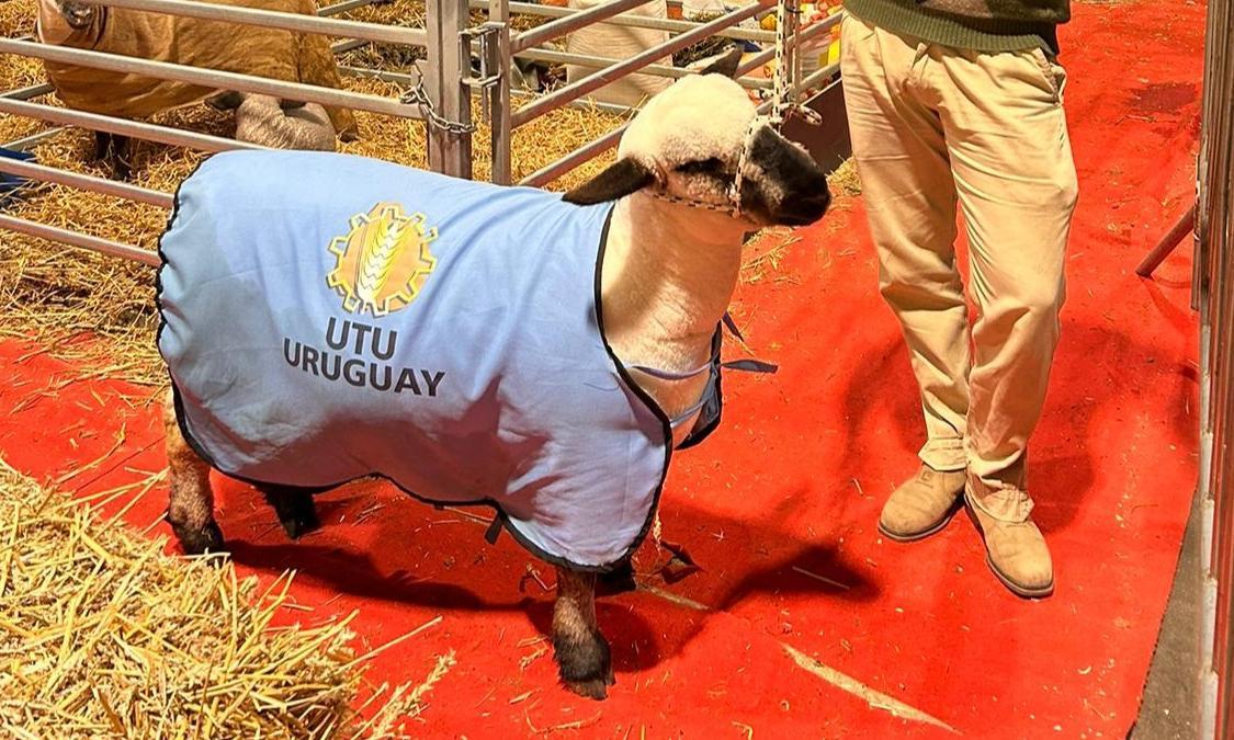  Deber cumplido: “Agraria Serena” la Hampshire Down de UTU retorna tras competir en la Expo Palermo de Argentina