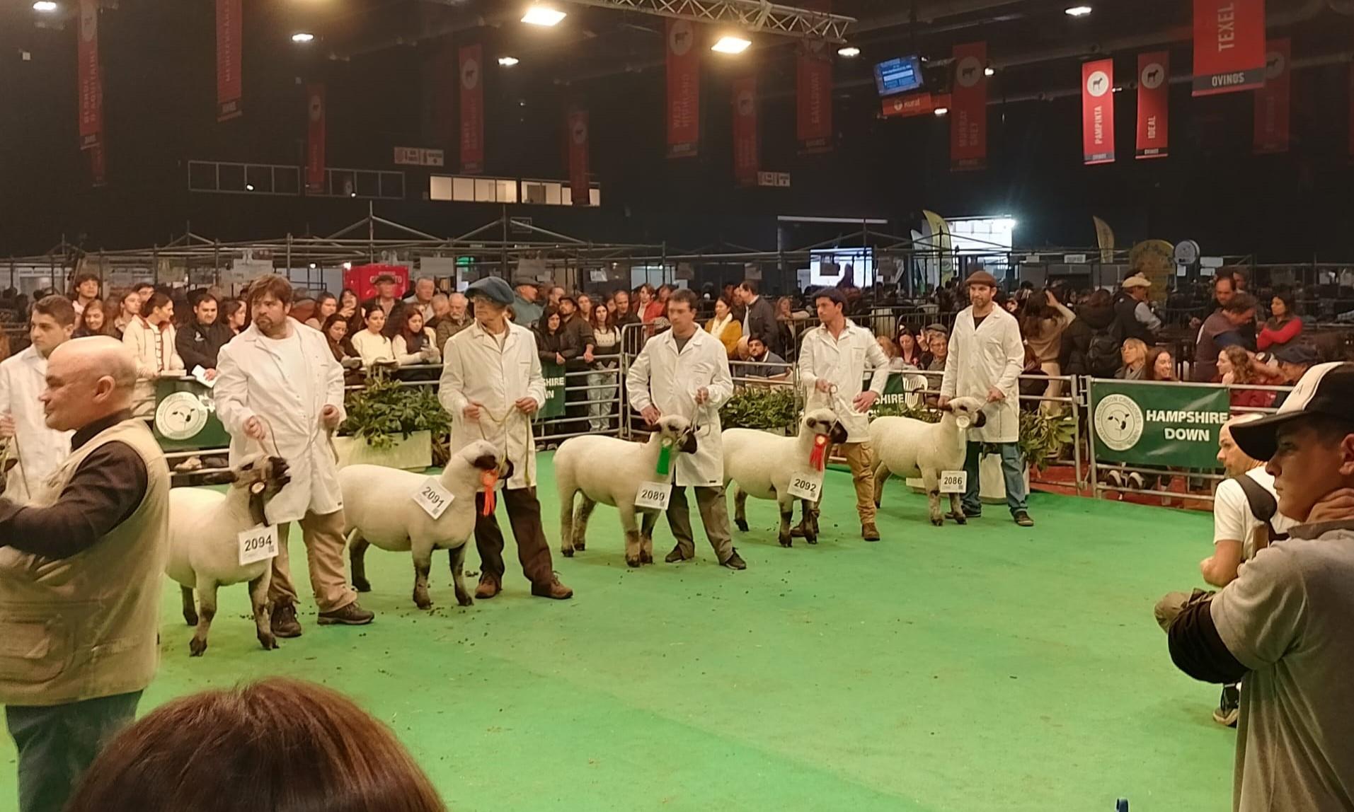 Histórica participación en la Expo Palermo, Argentina, de Agraria Serena, la oveja Hampshire Down de UTU 