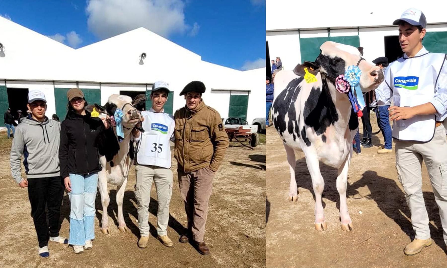 vaca y ternero