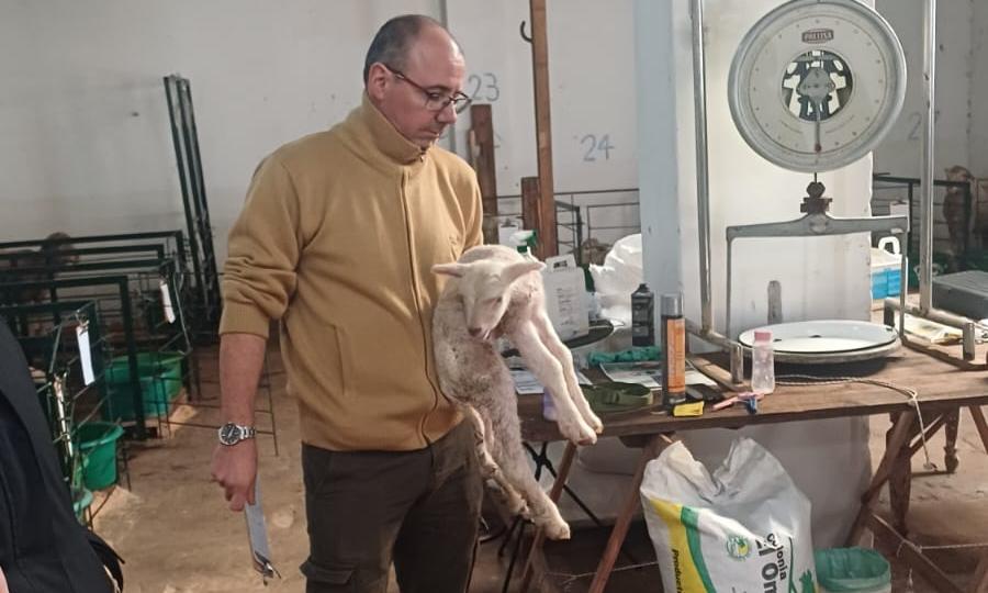 Estudiantes agrarios de UTU se vincularon con rubro ovino y ganadero en Artigas