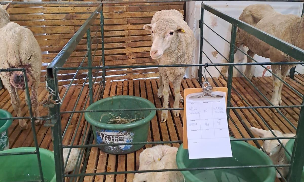 Estudiantes agrarios de UTU se vincularon con rubro ovino y ganadero en Artigas