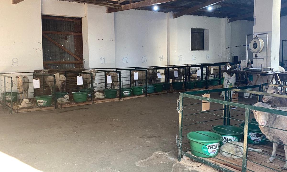 Estudiantes agrarios de UTU se vincularon con rubro ovino y ganadero en Artigas