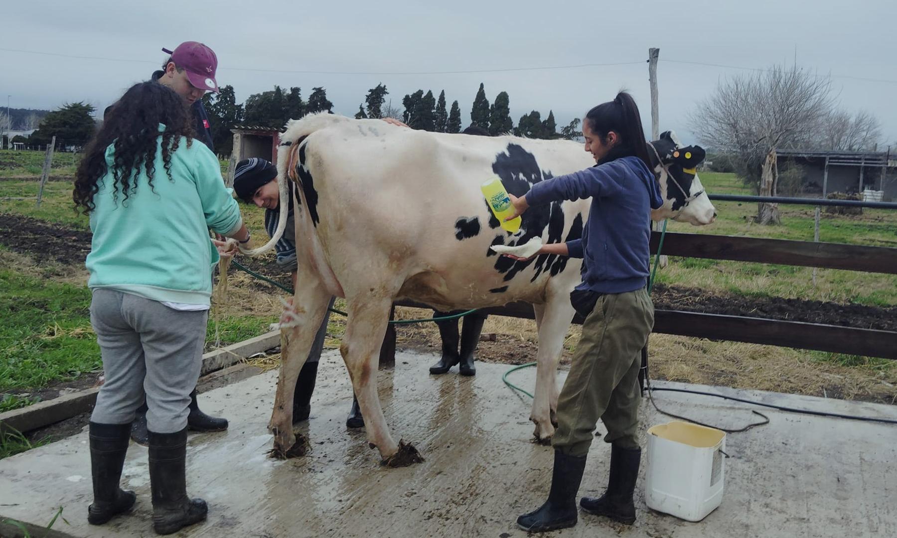 vaca y ternero