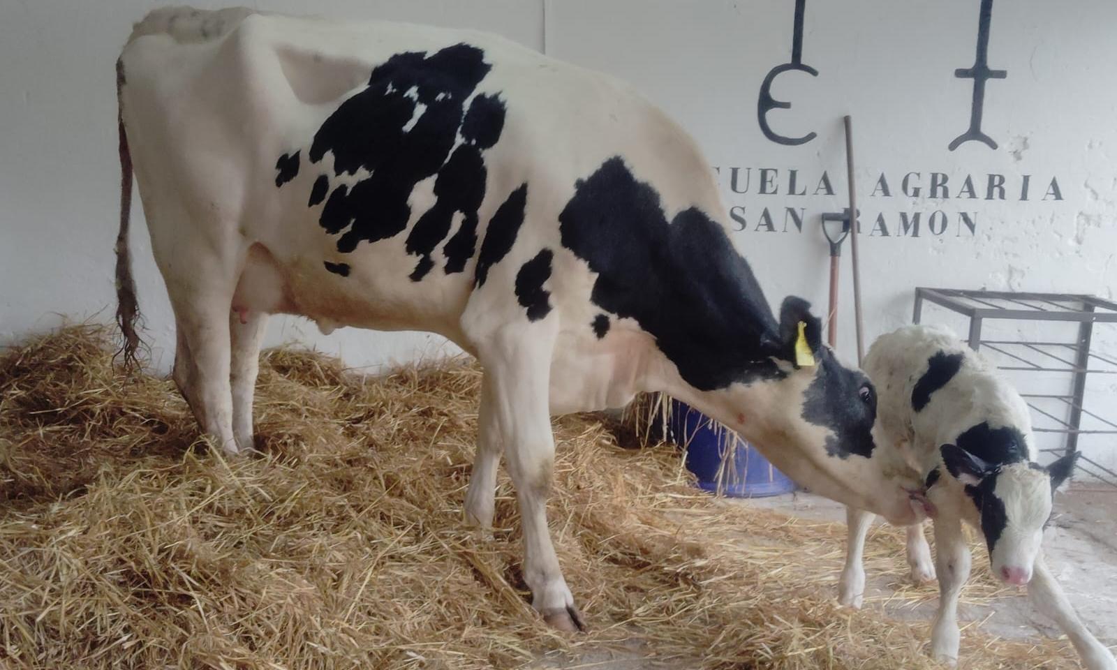 vaca