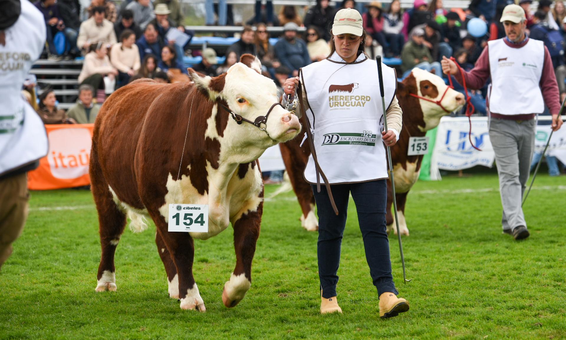 Emoción en el ruedo: la vaquillona Hereford de la UTU La Carolina es la Reservada Gran Campeona en esta Expo Prado 2024