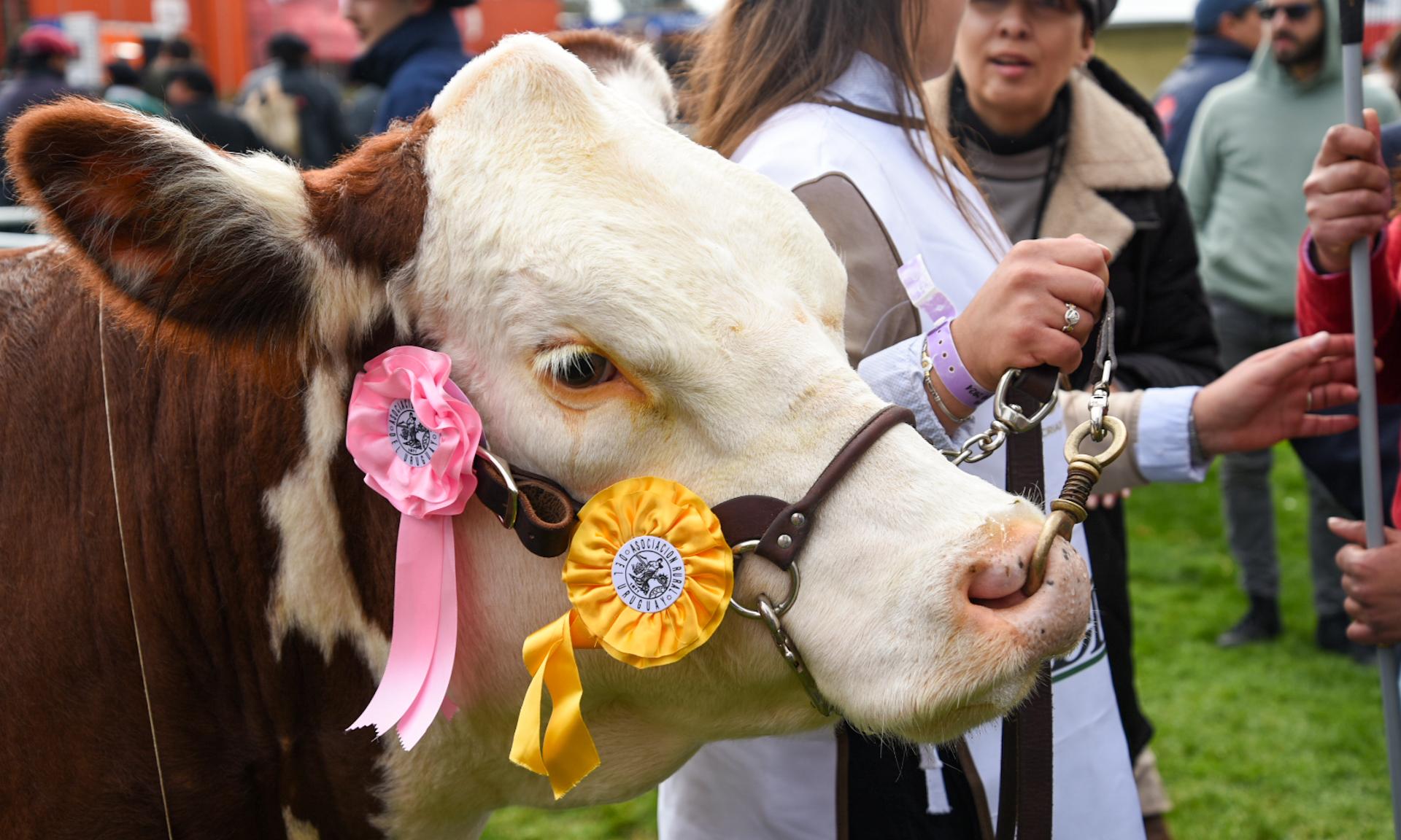 Emoción en el ruedo: la vaquillona Hereford de la UTU La Carolina es la Reservada Gran Campeona en esta Expo Prado 2024