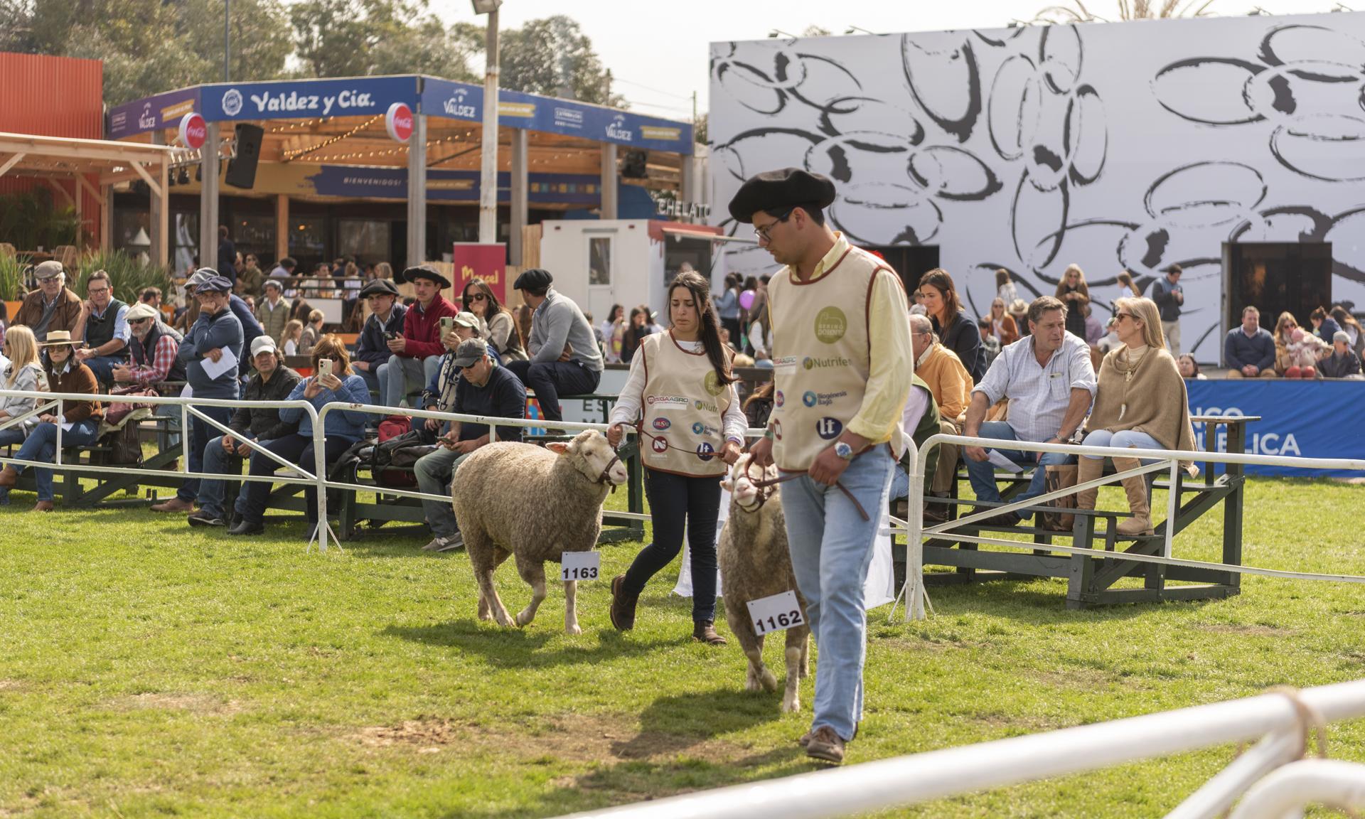 Dos broches de oro para UTU: Reservada y Gran Campeona de la raza Merino Dohne