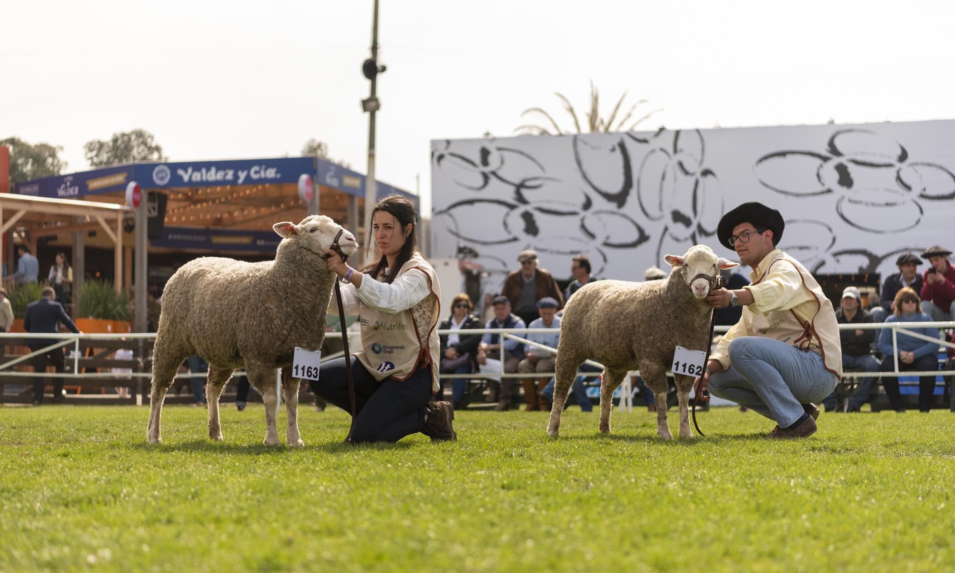 Dos broches de oro para UTU: Reservada y Gran Campeona de la raza Merino Dohne