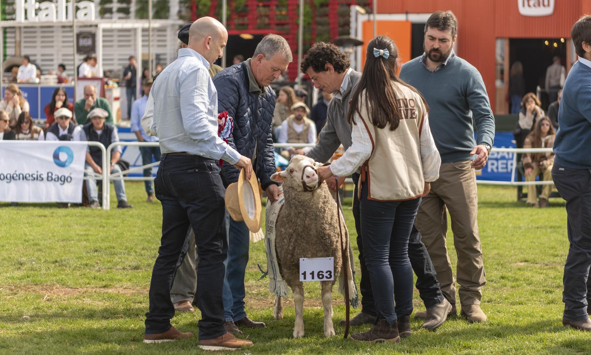 Dos broches de oro para UTU: Reservada y Gran Campeona de la raza Merino Dohne