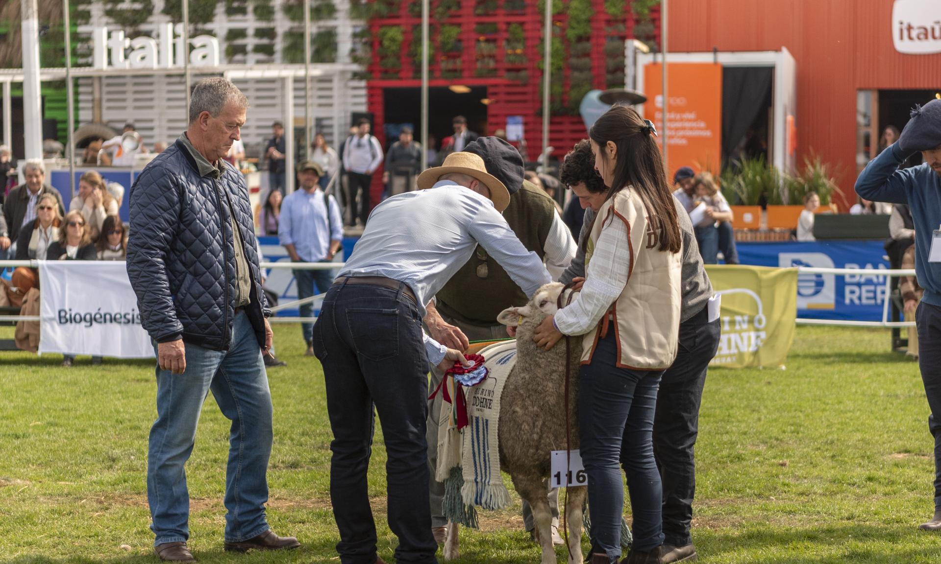 Dos broches de oro para UTU: Reservada y Gran Campeona de la raza Merino Dohne
