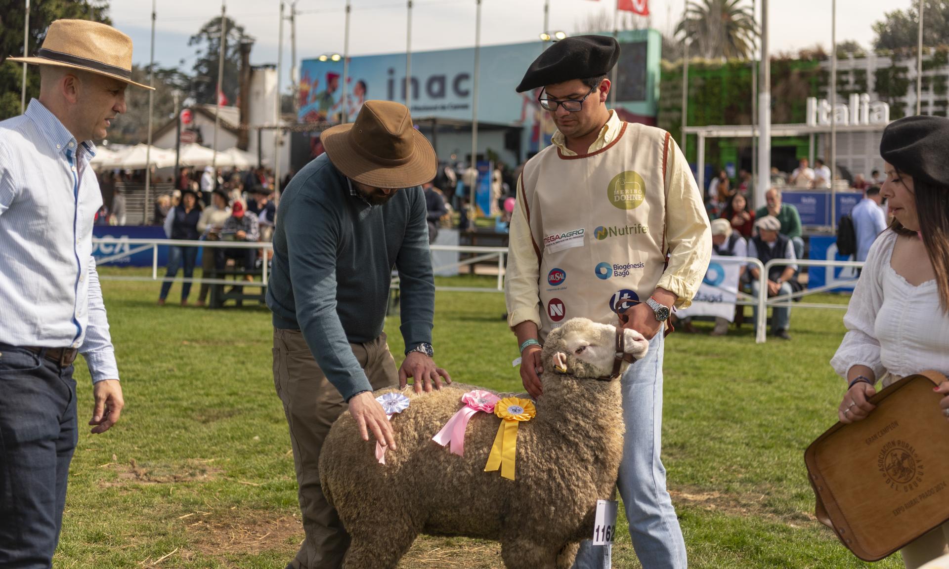 Dos broches de oro para UTU: Reservada y Gran Campeona de la raza Merino Dohne