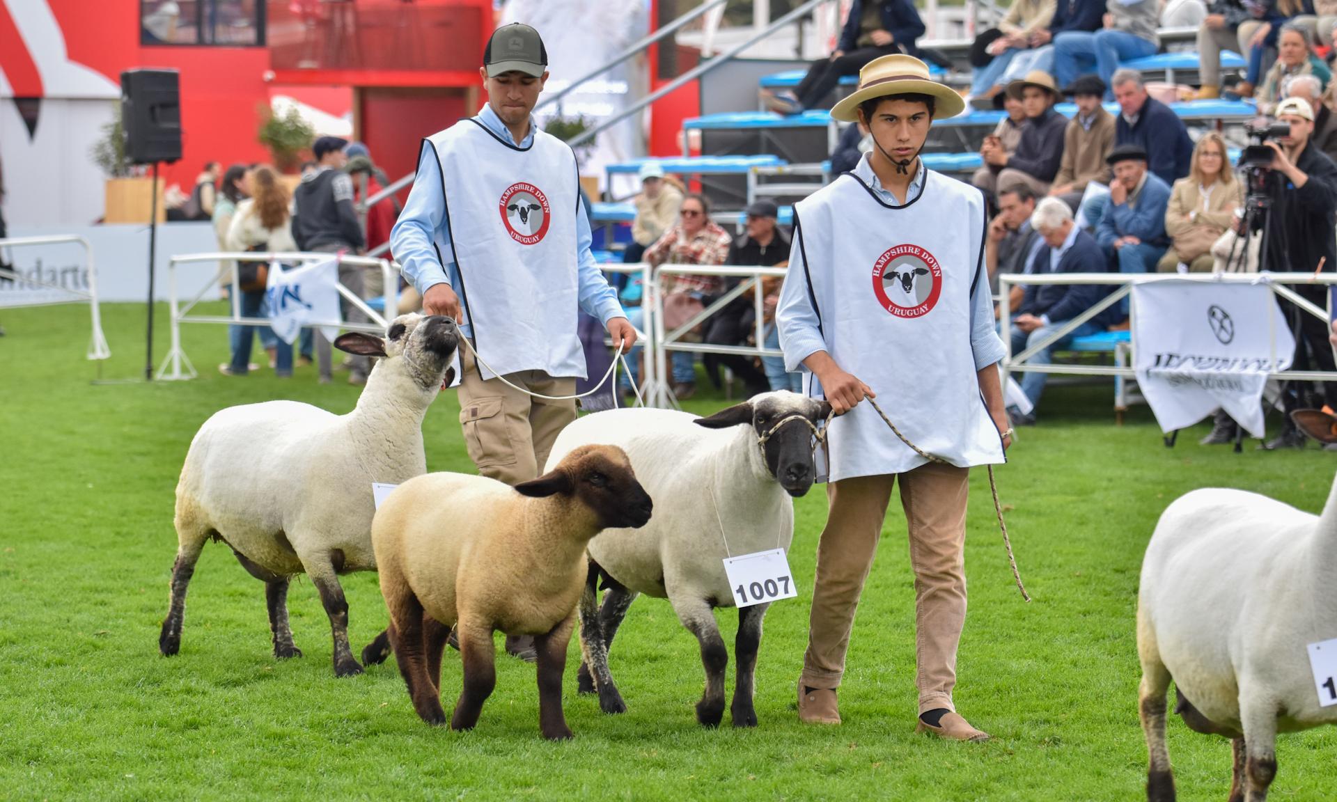 Agraria Serena es la Gran Campeona: desde los predios de UTU al podio de la Expo Prado 2024             