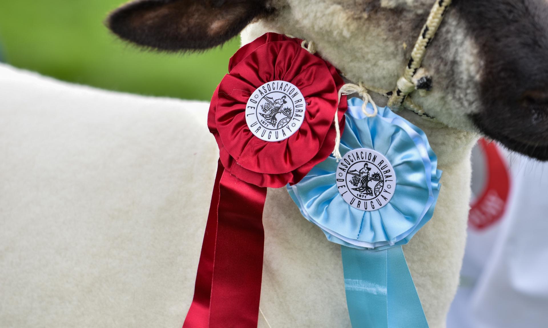 Agraria Serena es la Gran Campeona: desde los predios de UTU al podio de la Expo Prado 2024             