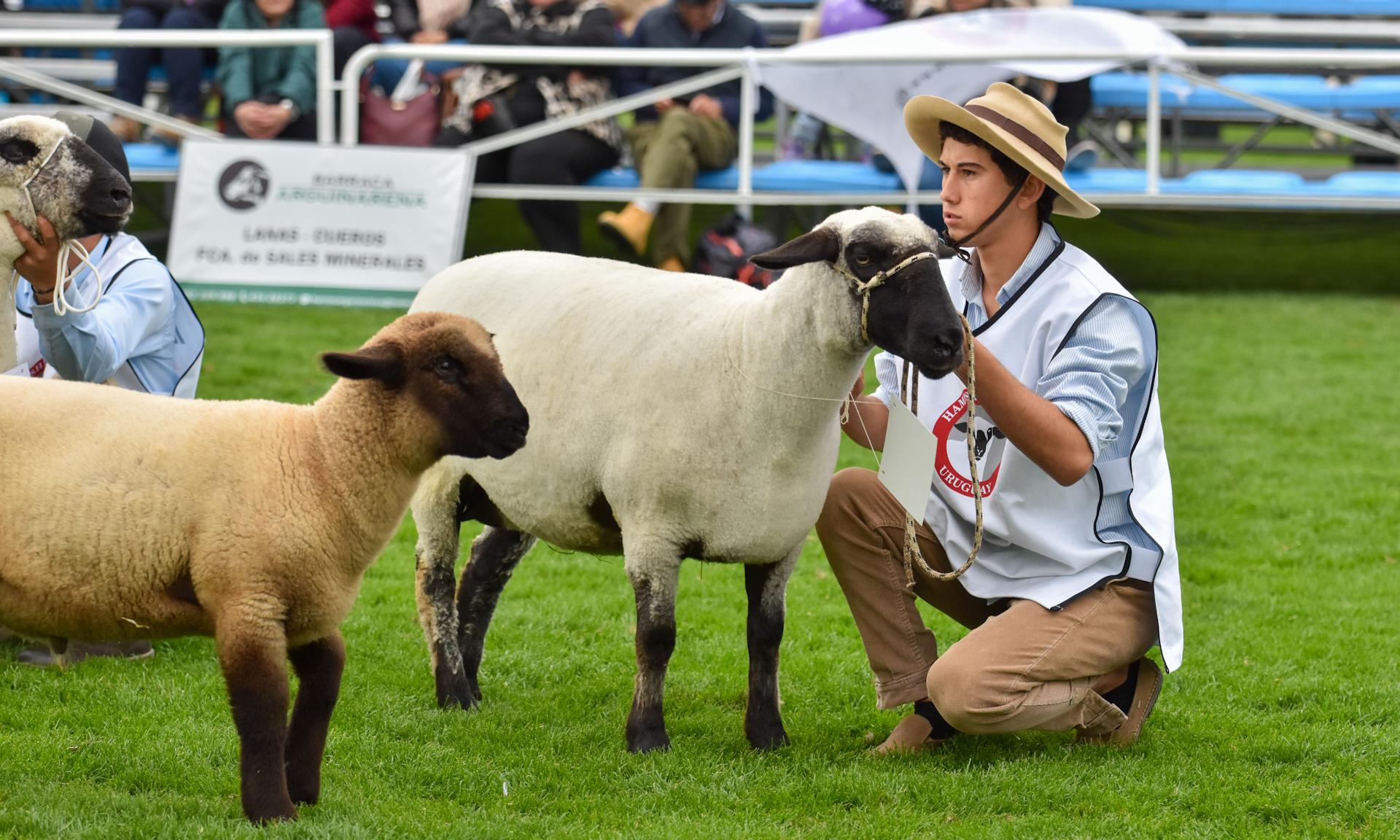 Agraria Serena es la Gran Campeona: desde los predios de UTU al podio de la Expo Prado 2024             