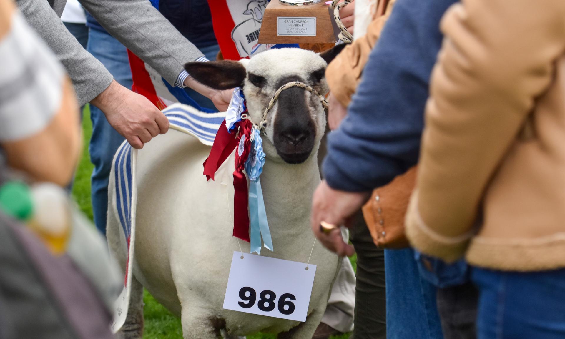 Agraria Serena es la Gran Campeona: desde los predios de UTU al podio de la Expo Prado 2024             